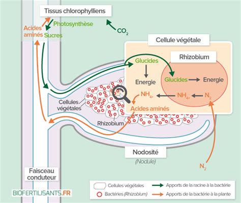 Exemples de légumineuses fixatrices d'azote
