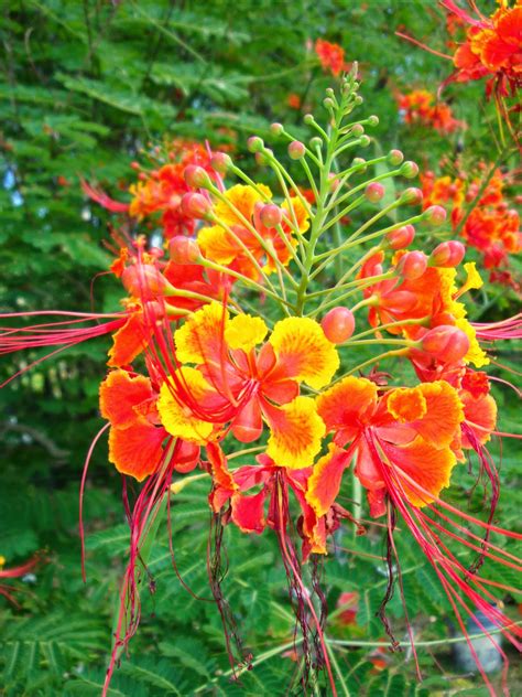 Caesalpinia pulcherrima en fleurs