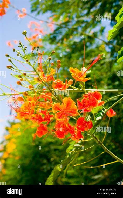 Détail des fleurs de Caesalpinia pulcherrima