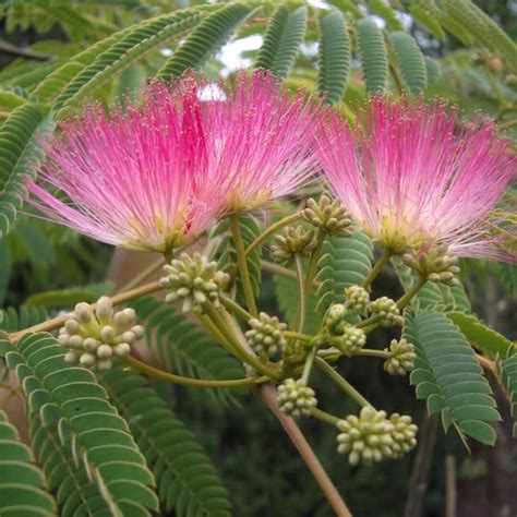 Bonsaï d'Albizia julibrissin mature