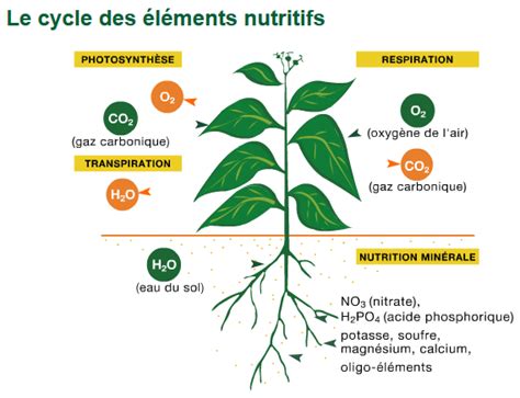 cycle des éléments nutritifs