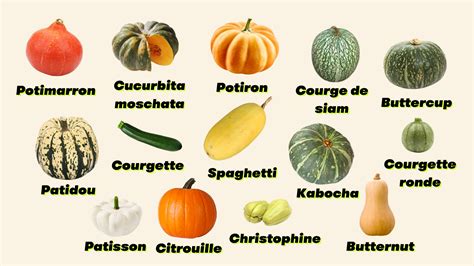 Infographie illustrant les différentes espèces de courges avec des exemples de fruits pour chaque catégorie (Cucurbita maxima, moschata, pepo, argyrosperma, ficifolia)