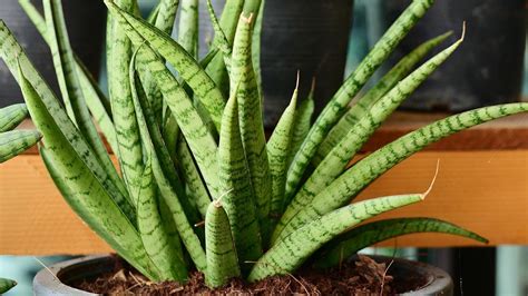 Illustration de diverses variétés de Sansevieria