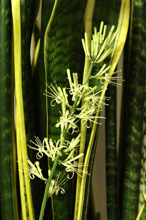 Fleurs de Sansevieria trifasciata