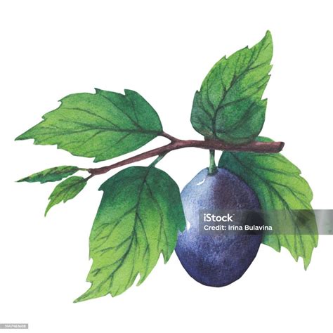 une illustration stylisée de branches de prunier entrelacées avec des fragments de pages imprimées