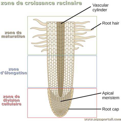 Schéma des racines profondes de la prêle