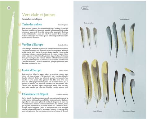 Comparaison entre un calame et une plume d'oiseau calligraphique