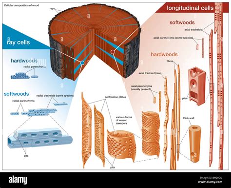 Microscope : structure cellulaire du bambou
