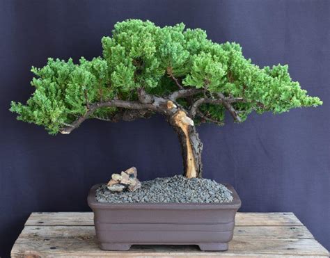 Bonsai avec jin et shari travaillés
