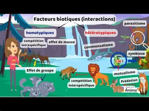 Schéma illustrant les interactions bénéfiques entre différentes espèces végétales au potager