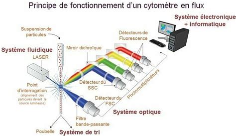 Schéma simplifié du tri par cytométrie de flux en fonction de la taille des chromosomes X et Y