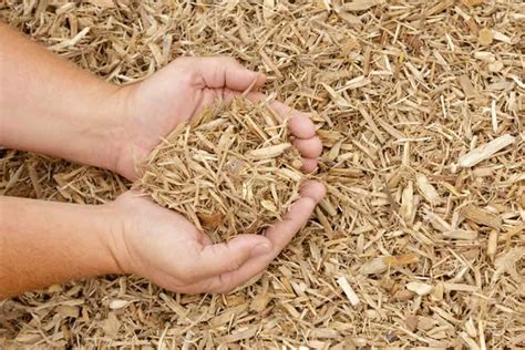 Application de paillis de miscanthus au potager