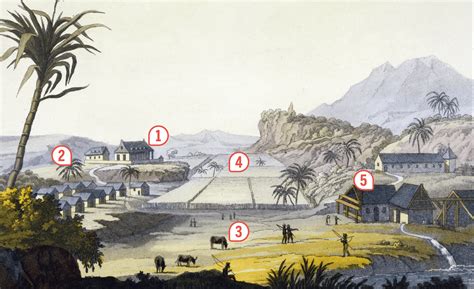Représentation historique d'une plantation de sucre à Saint-Domingue