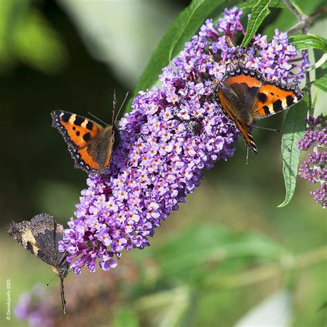 Un massif fleuri de Buddleia avec plusieurs papillons butinant les panicules colorées