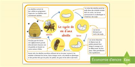 Panneau pédagogique sur le cycle de vie des abeilles