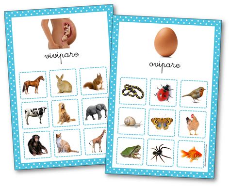 Schéma illustrant les animaux ovipares et vivipares