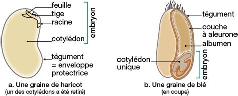 Schéma des différentes étapes de transformation de la graine de lin