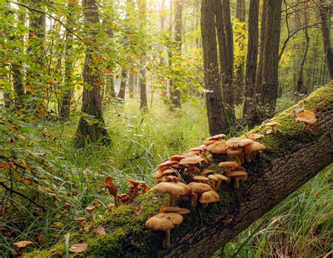 paysage automnal en forêt avec des champignons au premier plan