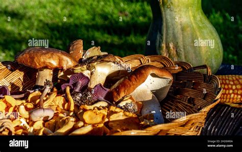 panier en osier rempli d'une récolte diversifiée de champignons