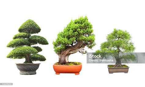 Illustration de différents types de bonsaïs et de pots
