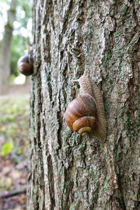 Un escargot grimpant le long d'une écorce d'arbre