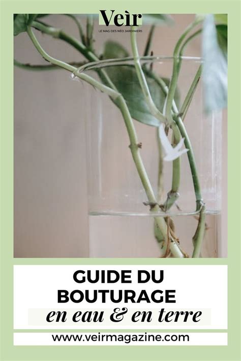 Infographie comparant le bouturage en terre et le bouturage dans l'eau