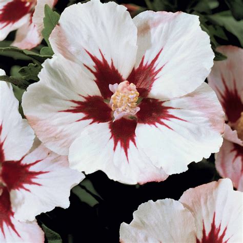 Hibiscus des marais Luna White en pleine floraison