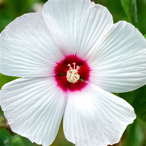 Gros plan sur une fleur d'Hibiscus des marais Luna White