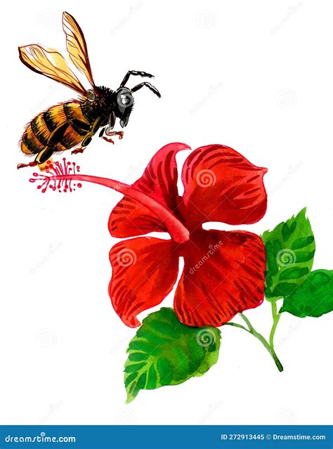 Illustration d'une abeille butinant une fleur d'hibiscus