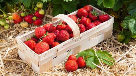 Panier rempli de fraises fraîches venant d'être cueillies