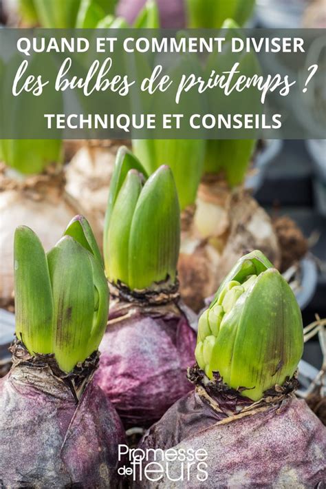 Schéma explicatif de la division des cayeux chez les bulbes printaniers