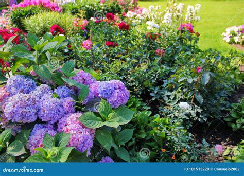 Inflorescences d'hortensia bleues et roses