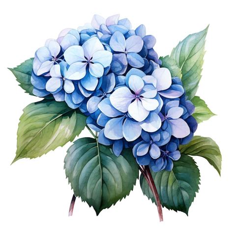 Dessin d'un hortensia attaqué par des pucerons