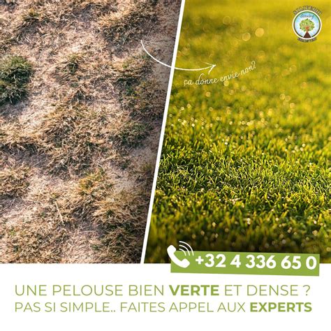 illustration d'une pelouse dense et saine à côté d'une pelouse jaunie et couverte de mousse