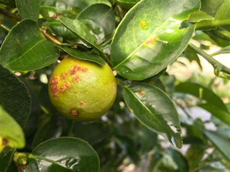 Schéma des maladies courantes du citronnier