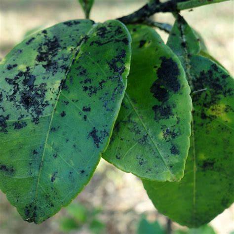 Feuilles de citronnier attaquées par la fumagine