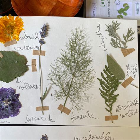illustration d'un herbier ouvert avec des plantes sauvages