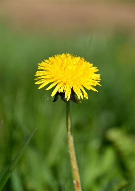 fleur jaune de pissenlit