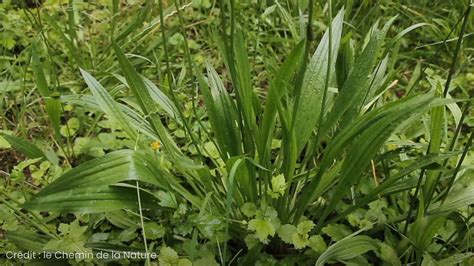 plantain lancéolé avec ses feuilles allongées