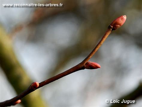 gros plan sur des bourgeons de peuplier