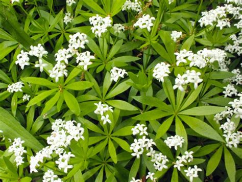 aspérule odorante en fleurs dans un sous-bois