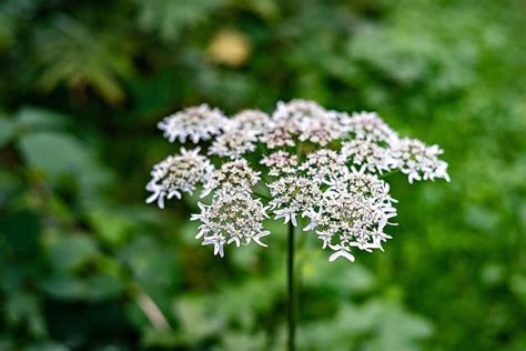 ombelles blanches de la berce des prés