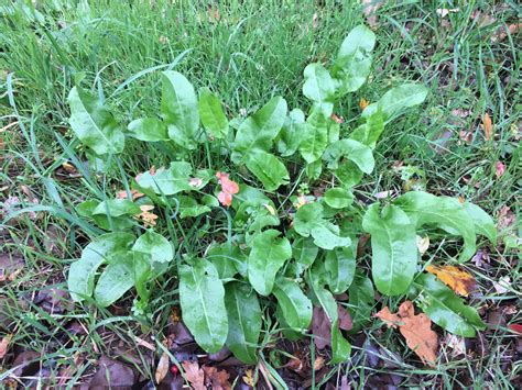 feuilles d'oseille en forme de fer de lance