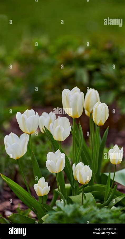 Tulipe Maureen en pleine floraison dans un jardin