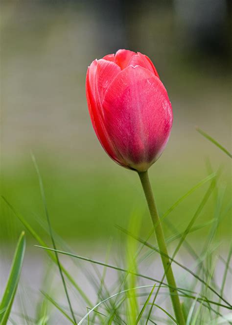 Comparaison entre une tulipe simple et une tulipe double Maureen
