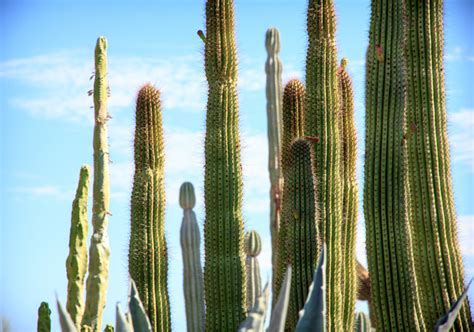 Cactus Cierge géant en forme de candélabre