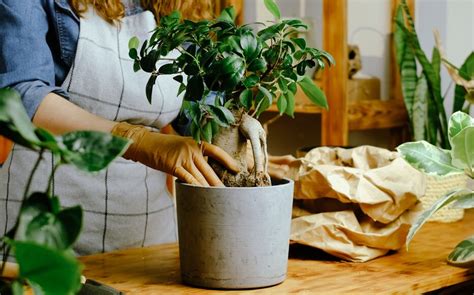 Étapes de préparation d'un pot pour bonsaï