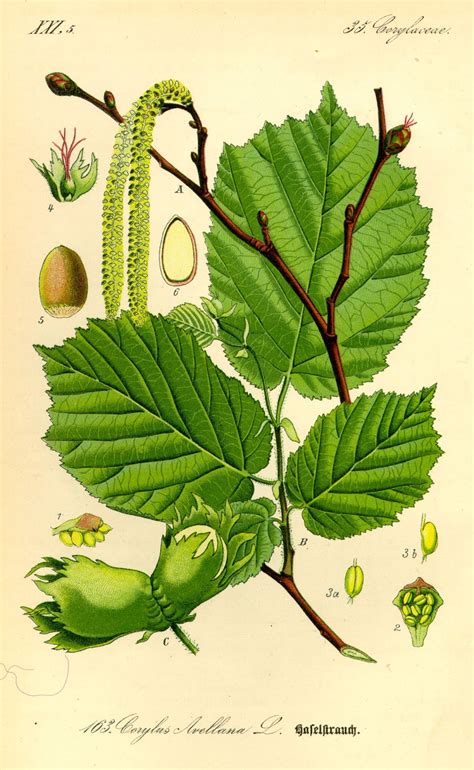 Illustration du noisetier commun (Corylus avellana)