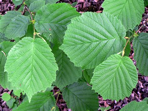 Feuilles et écorce du noisetier