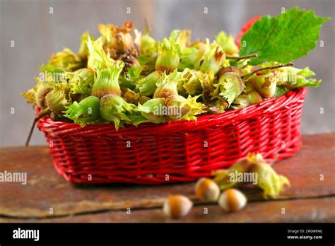 Noisettes fraîches et produits à base de noisettes